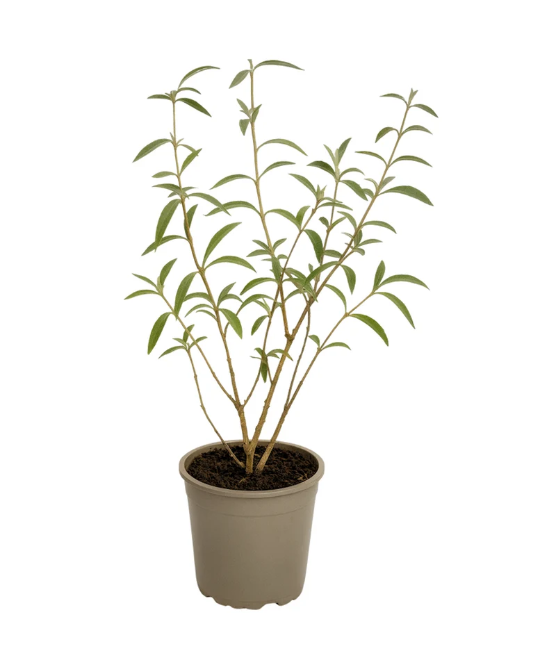 Lot de 3 arbres aux papillons ou lilas d'été (Buddleia de David) à fleurs bleues/lila - 30-38 cm