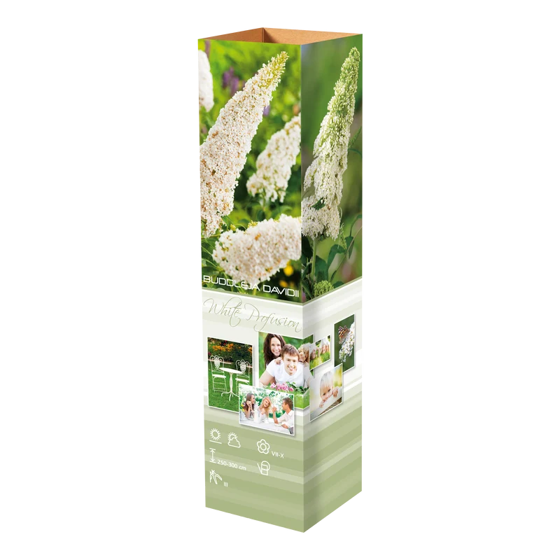 Lot de 3 arbres aux papillons ou lilas d'été (Buddleia de David) à fleurs blanches - 30-38 cm