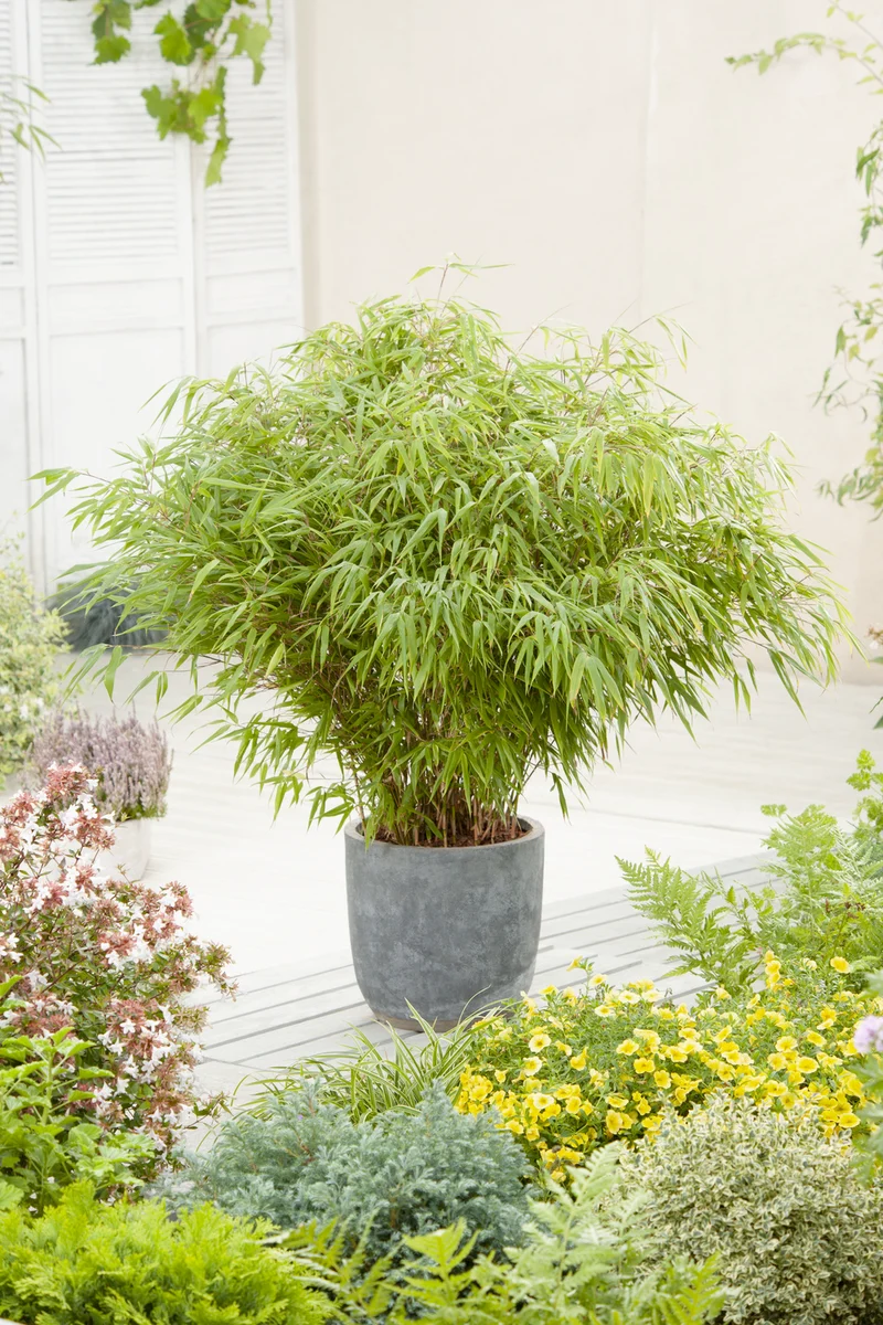 1 Bambou Large « non invasif » (Fargesia) - 40-60 cm