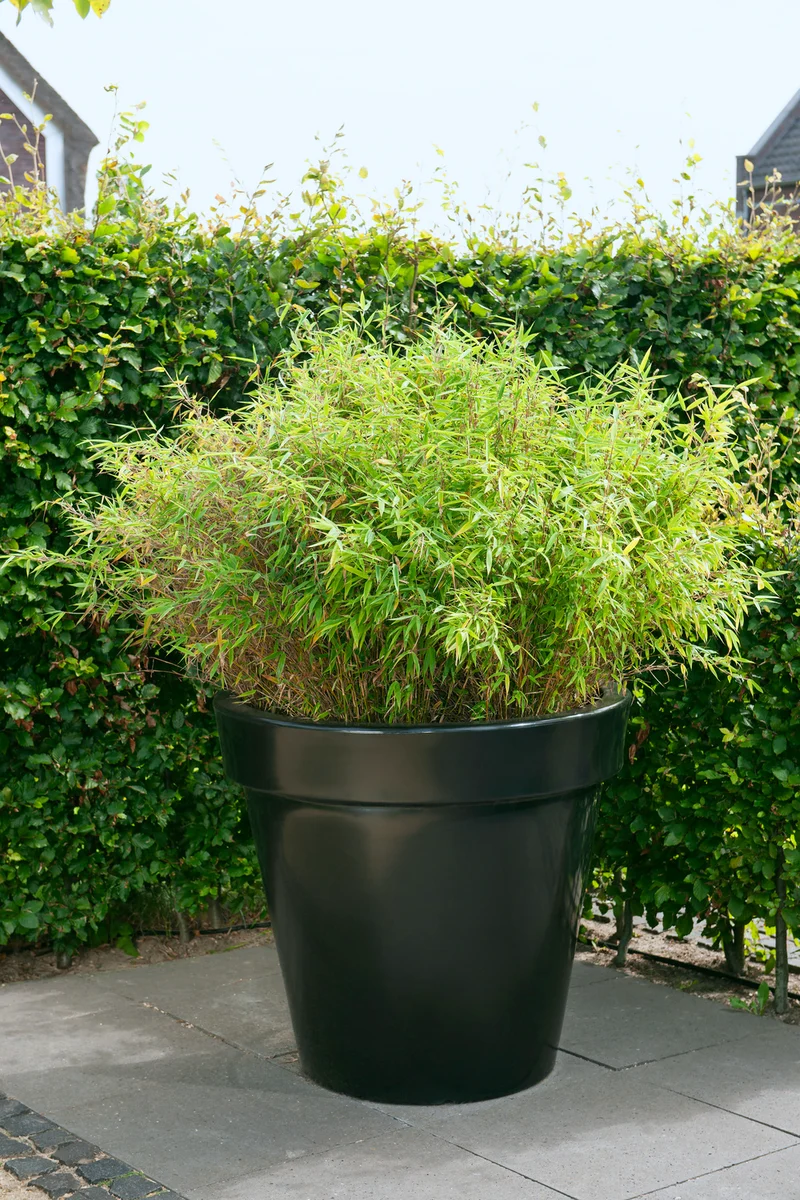 1 Bambou Large « non invasif » (Fargesia) - 40-60 cm