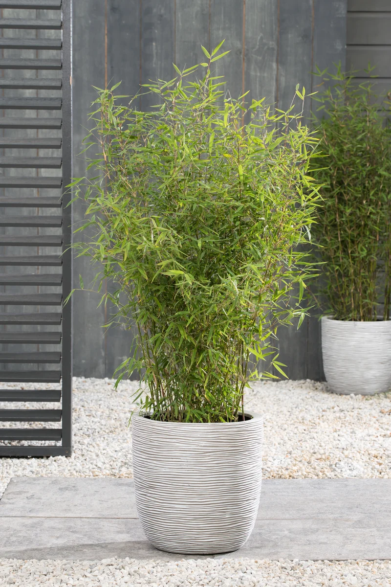 1 Bambou Large « non invasif » (Fargesia) - 40-60 cm