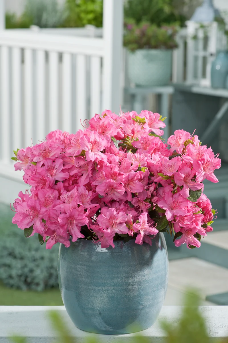 Ensemble de 6 azalées roses - 20-38 cm