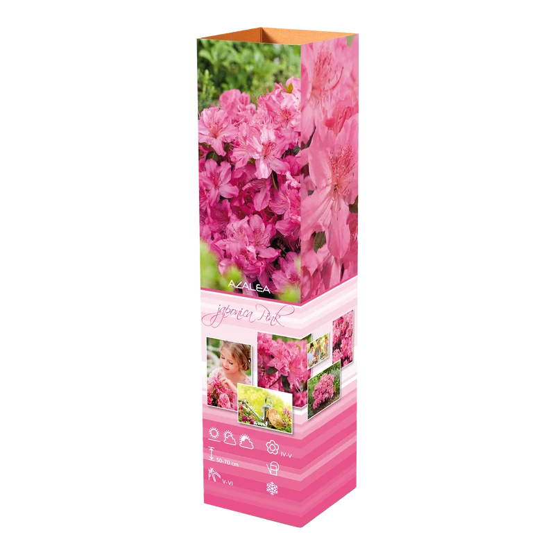 Ensemble de 6 azalées roses - 20-38 cm