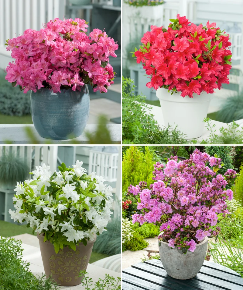 Ensemble de 8 azalées : 2 violettes, 2 rouges, 2 roses, 2 blanches - 20-38 cm