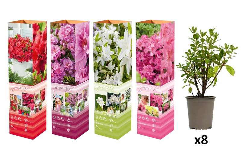 Ensemble de 8 azalées : 2 violettes, 2 rouges, 2 roses, 2 blanches - 20-38 cm