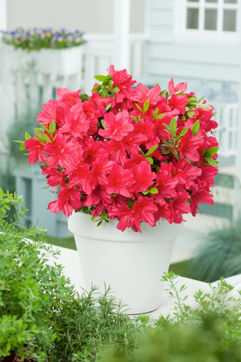 Ensemble de 8 azalées : 2 violettes, 2 rouges, 2 roses, 2 blanches - 20-38 cm