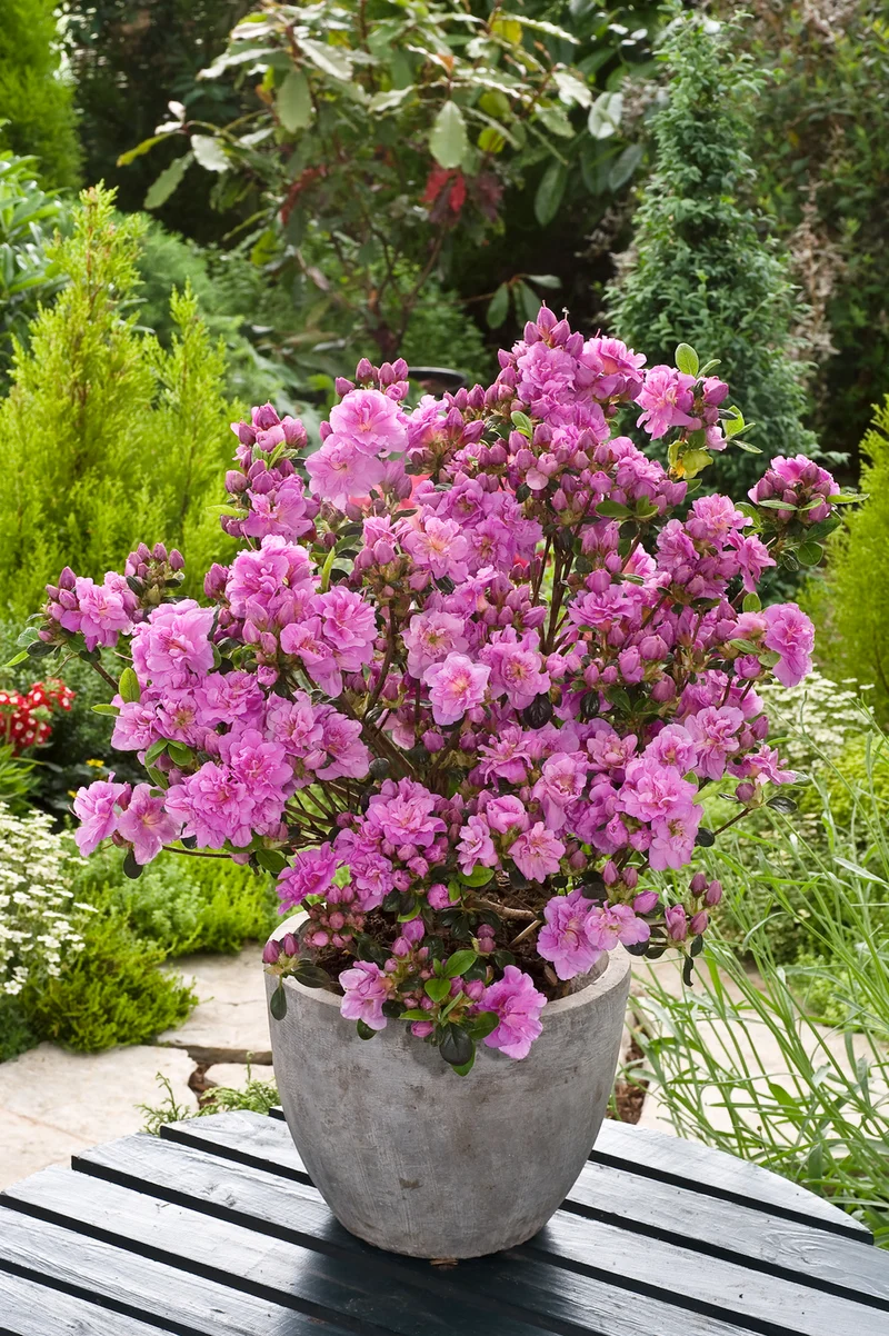 Ensemble de 8 azalées : 2 violettes, 2 rouges, 2 roses, 2 blanches - 20-38 cm
