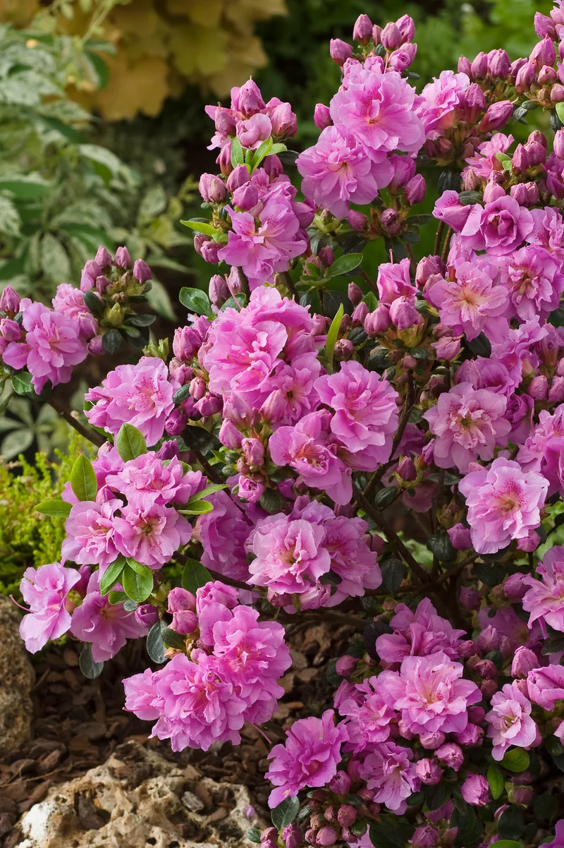Ensemble de 8 azalées : 2 violettes, 2 rouges, 2 roses, 2 blanches - 20-38 cm