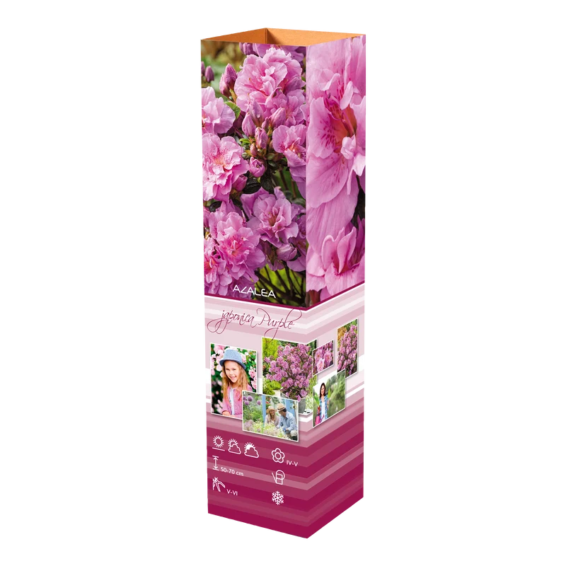 Ensemble de 8 azalées : 2 violettes, 2 rouges, 2 roses, 2 blanches - 20-38 cm