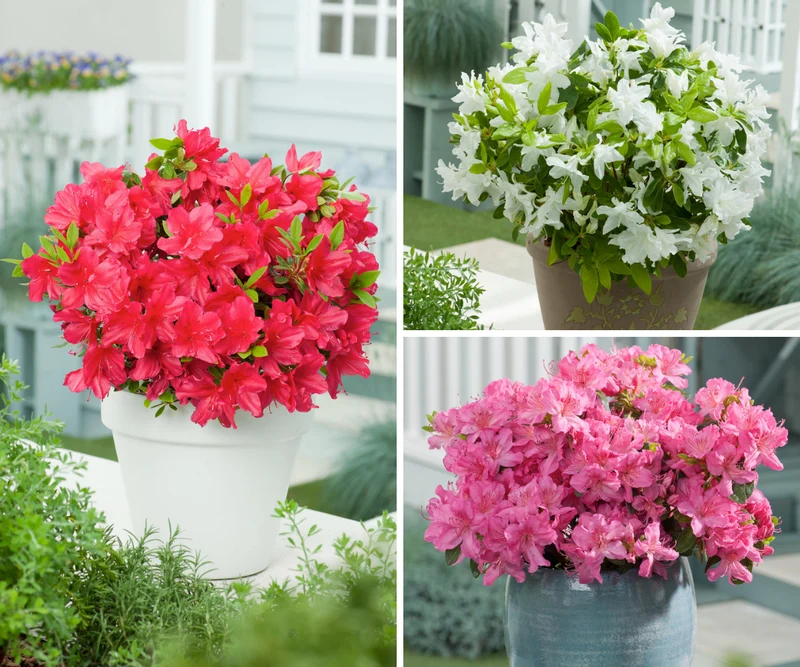 Ensemble de 6 azalées : 2 rouges, 2 roses, 2 blanches - 20-38 cm