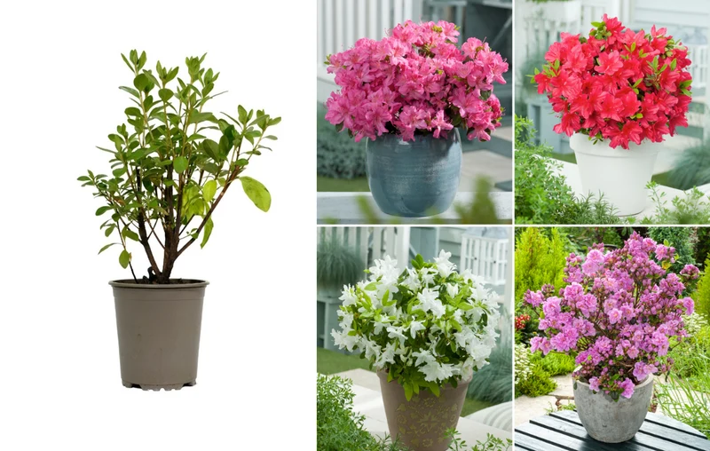 Ensemble de 3 azalées : 1 rouge, 1 rose, 1 blanche - 20-38 cm