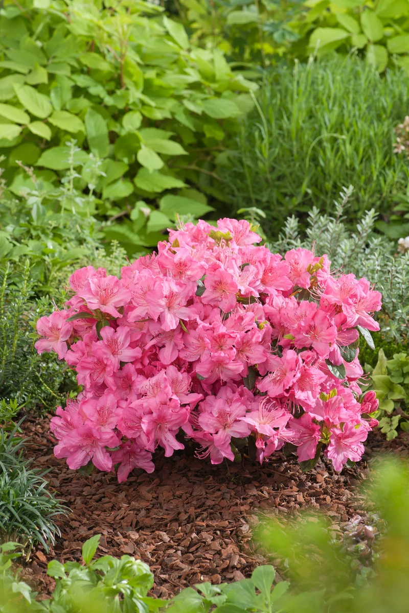 Ensemble de 6 azalées : 2 rouges, 2 roses, 2 blanches - 20-38 cm