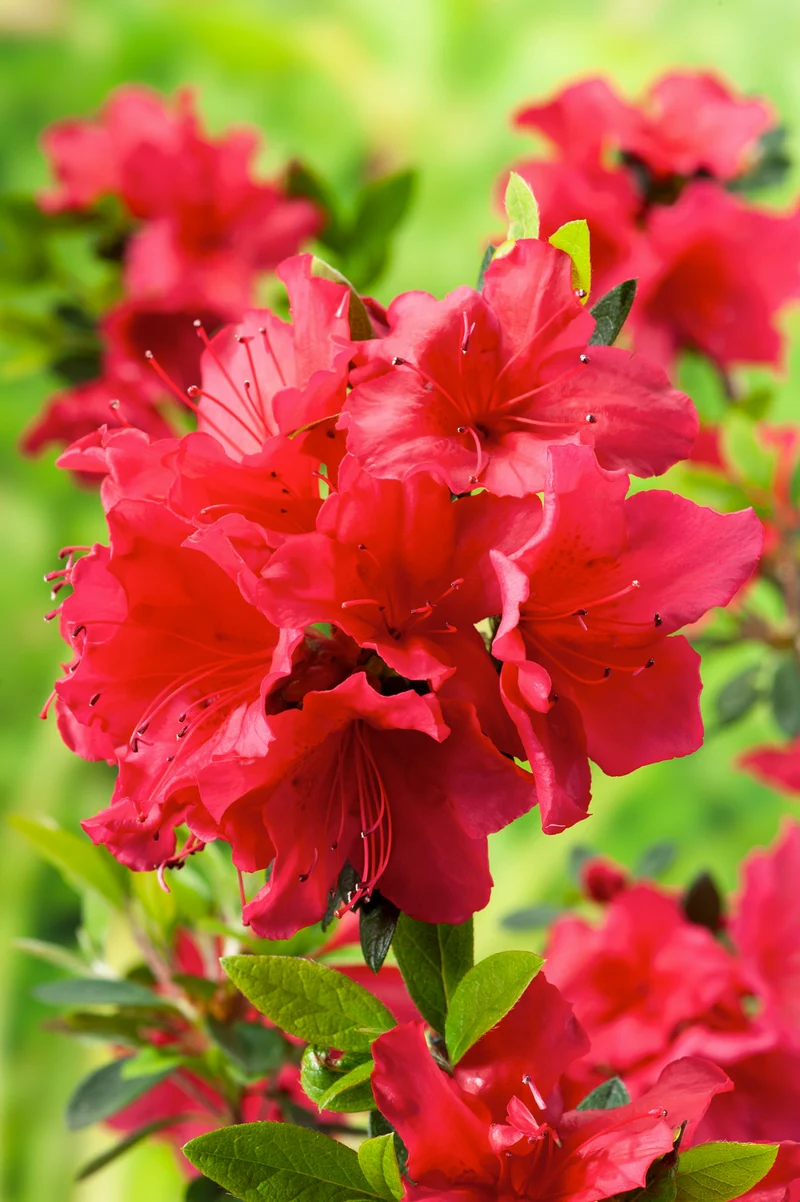 Ensemble de 6 azalées : 2 rouges, 2 roses, 2 blanches - 20-38 cm
