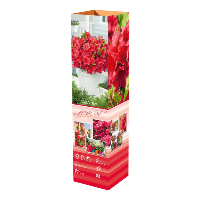 Ensemble de 6 azalées : 2 rouges, 2 roses, 2 blanches - 20-38 cm
