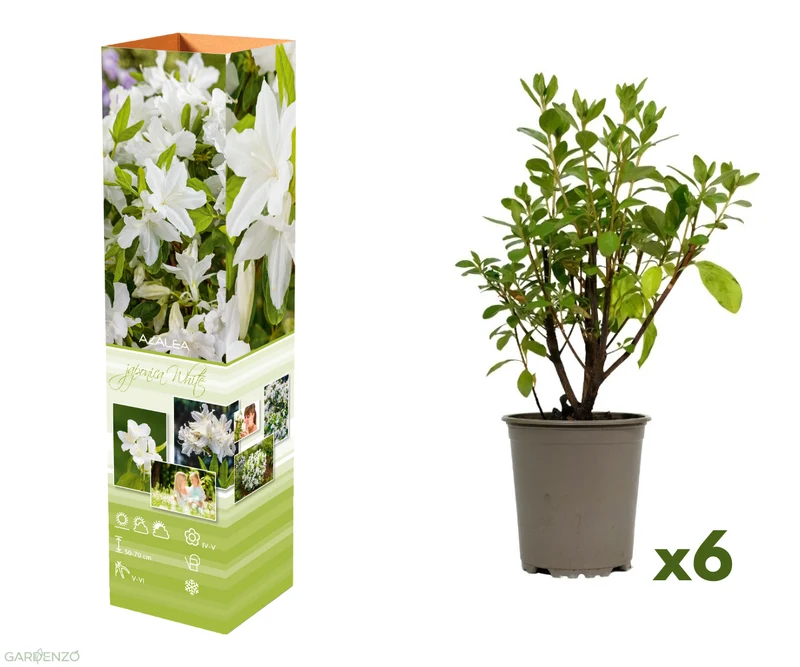 Ensemble de 6 azalées blanches - 20-38 cm