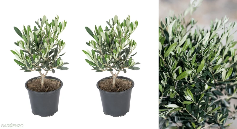 Lot de 2 oliviers arbustes rustiques - 30–50 cm
