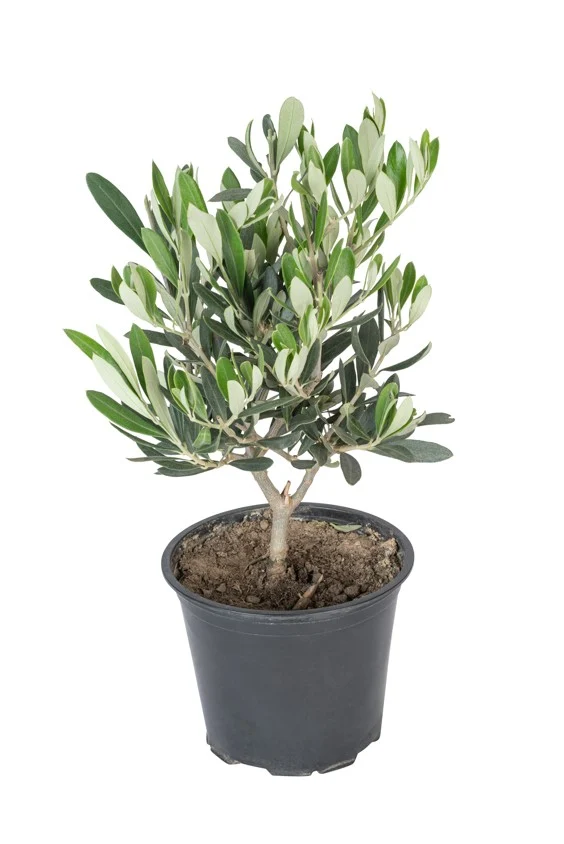 Lot de 2 oliviers arbustes rustiques - 30–50 cm