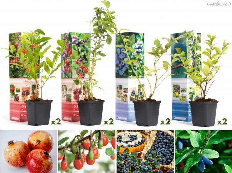 Lot de 8 plantes vitaminées 30–38 cm - 2 baies de Goji, 2 Honeyberry, 2 myrtilles, 2 grenades