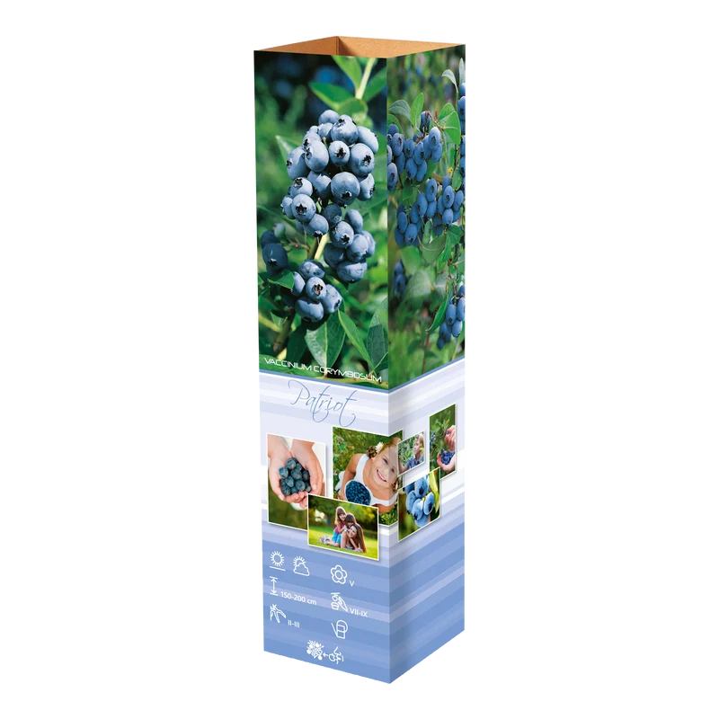 Lot de 8 plantes vitaminées 30–38 cm - 2 baies de Goji, 2 Honeyberry, 2 myrtilles, 2 grenades