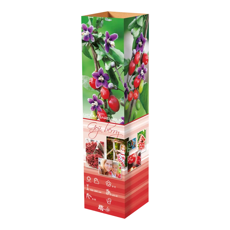Lot de 4 plantes vitaminées 30–38 cm - 1 baie de Goji, 1 Honeyberry, 1 myrtille, 1 grenade