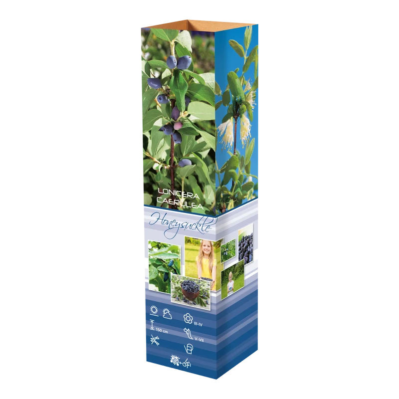 Lot de 4 plantes vitaminées 30–38 cm - 1 baie de Goji, 1 Honeyberry, 1 myrtille, 1 grenade
