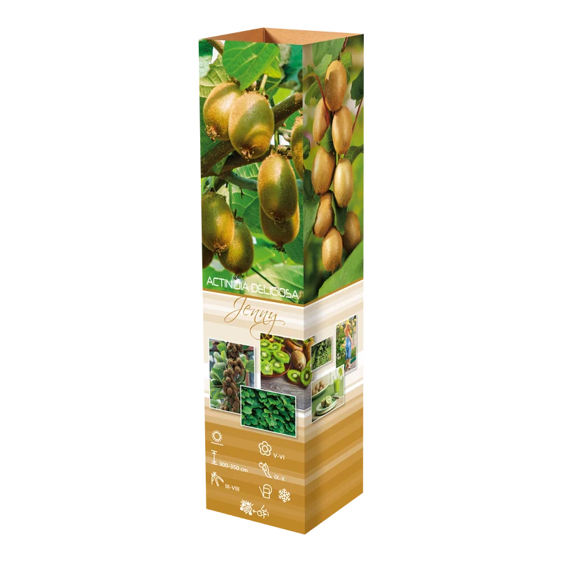 Lot de 6 plants de Kiwi Jenny 30-38 cm