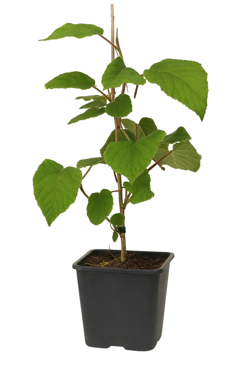 Lot de 3 plants de Kiwi Jenny 30-38 cm