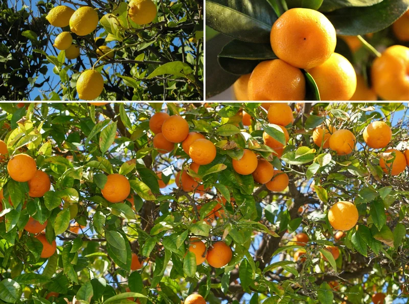 Lot de 4 citronniers 25–38 cm