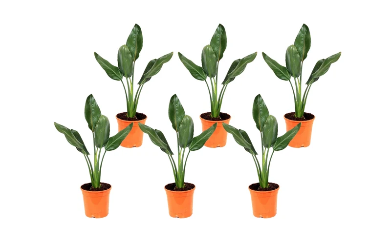 Lot de 6 Strelitzia Reginae Fleurs du Paradis - 25-38 cm