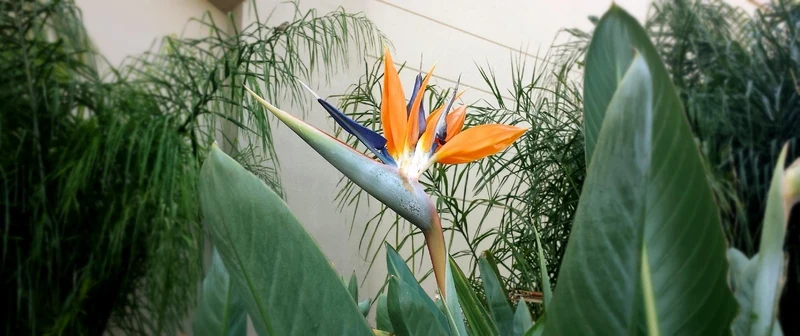 Lot de 6 Strelitzia Reginae Fleurs du Paradis - 25-38 cm