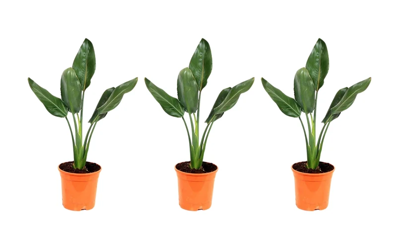 Lot de 3 Strelitzia Reginae