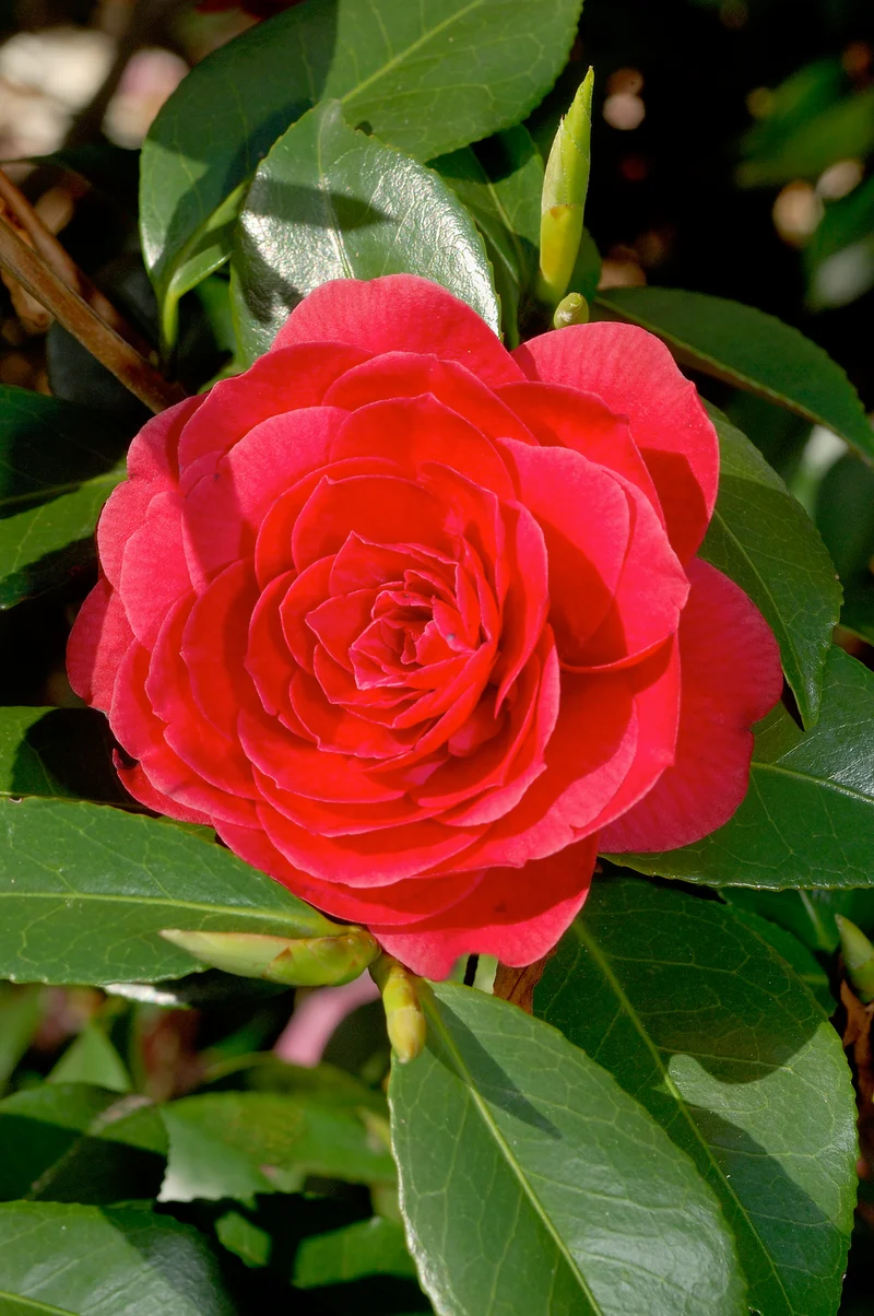 Lot de 2 camélias arbustes 'Rose du Japon' XL Rouge
