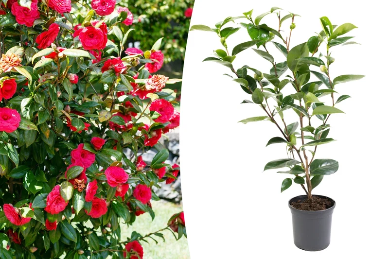 Camélia arbuste 'Rose du Japon' XL Rouge