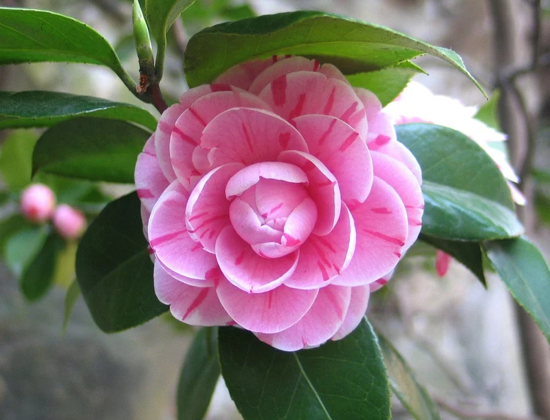 Camélia arbuste 'Rose du Japon' XL
