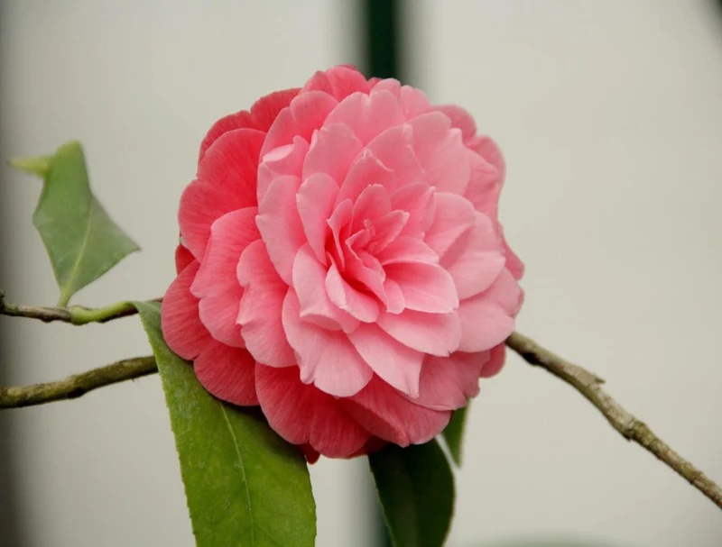 Camélia arbuste 'Rose du Japon' XL