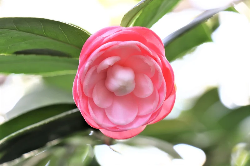 Camélia arbuste 'Rose du Japon' XL