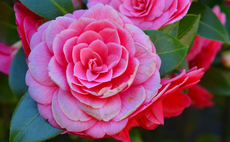 Camélia arbuste 'Rose du Japon' XL