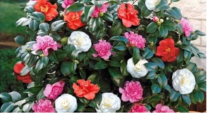 Lot de 2 camélias arbustes 'Rose du Japon' XL Tricolore