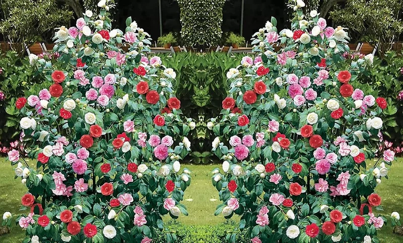 Camélia arbuste 'Rose du Japon' XL Tricolore