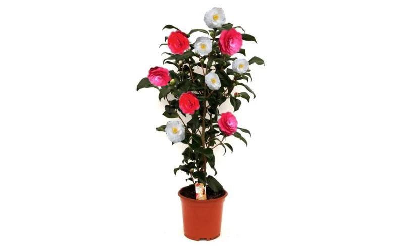 Camélia arbuste 'Rose du Japon' XL Tricolore