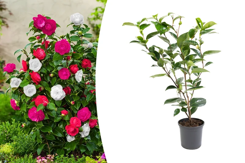 Camélia arbuste 'Rose du Japon' XL Tricolore