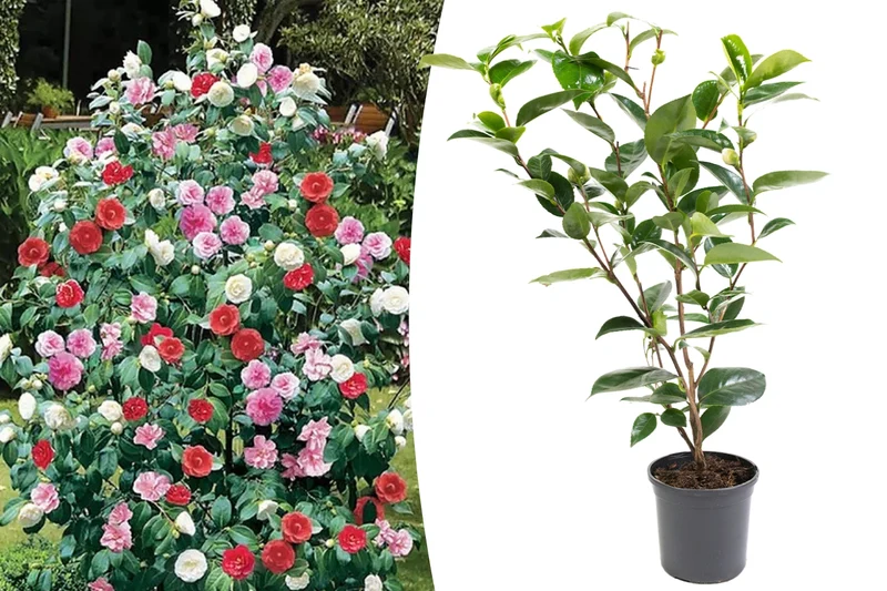 Camélia arbuste 'Rose du Japon' XL Tricolore