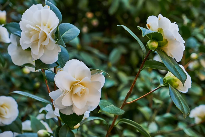 Camélia arbuste 'Rose du Japon' XL Blanc