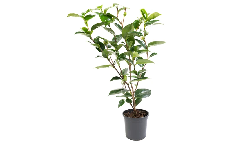 Camélia arbuste 'Rose du Japon' XL Blanc