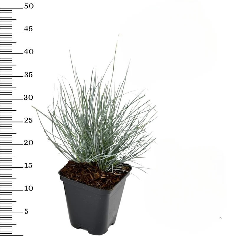 Lot de 8 Festuca Glauca
