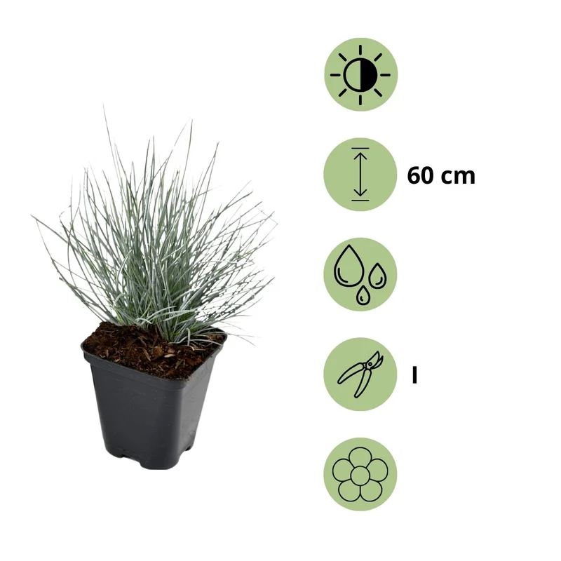 Lot de 8 Festuca Glauca