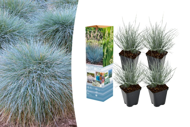 Lot de 4 Festuca Glauca