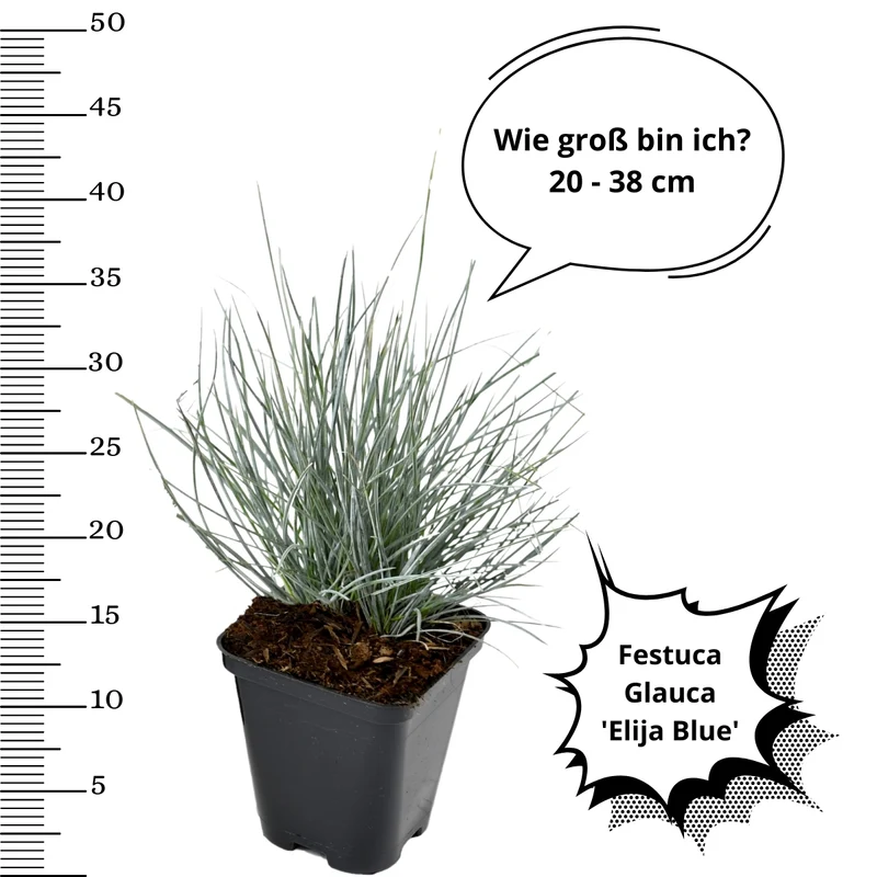 Lot de 4 Festuca Glauca