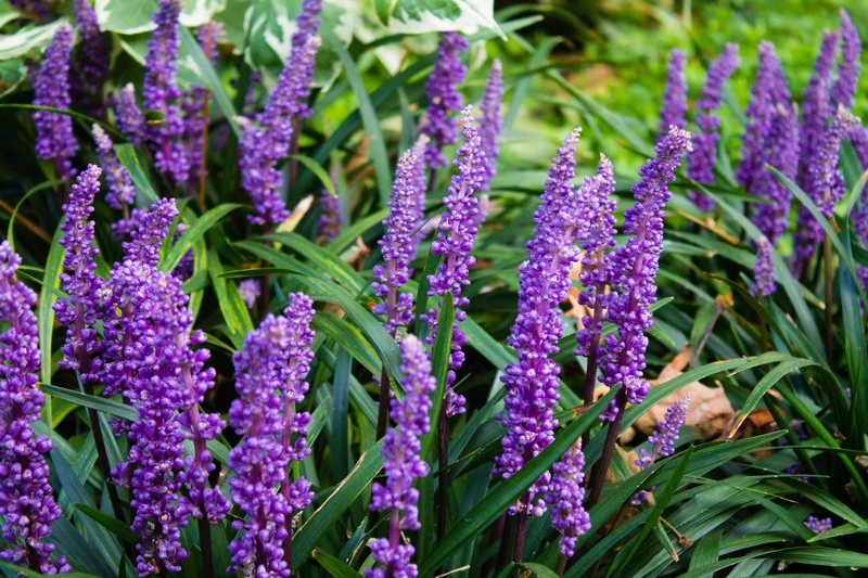 Lot de 4 Liriope Muscari