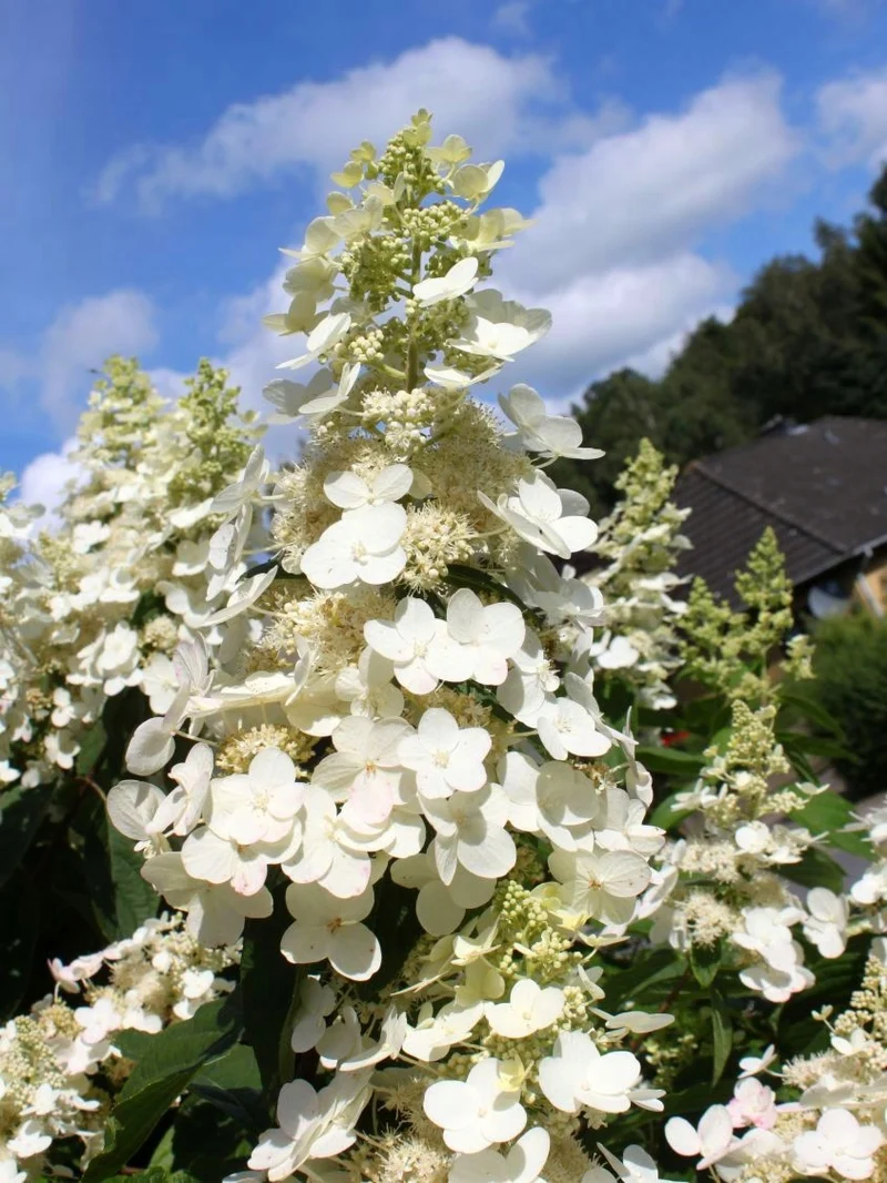Lot de 3 hortensias paniculés blancs - Hydrangea pan. 'Kyushu'
